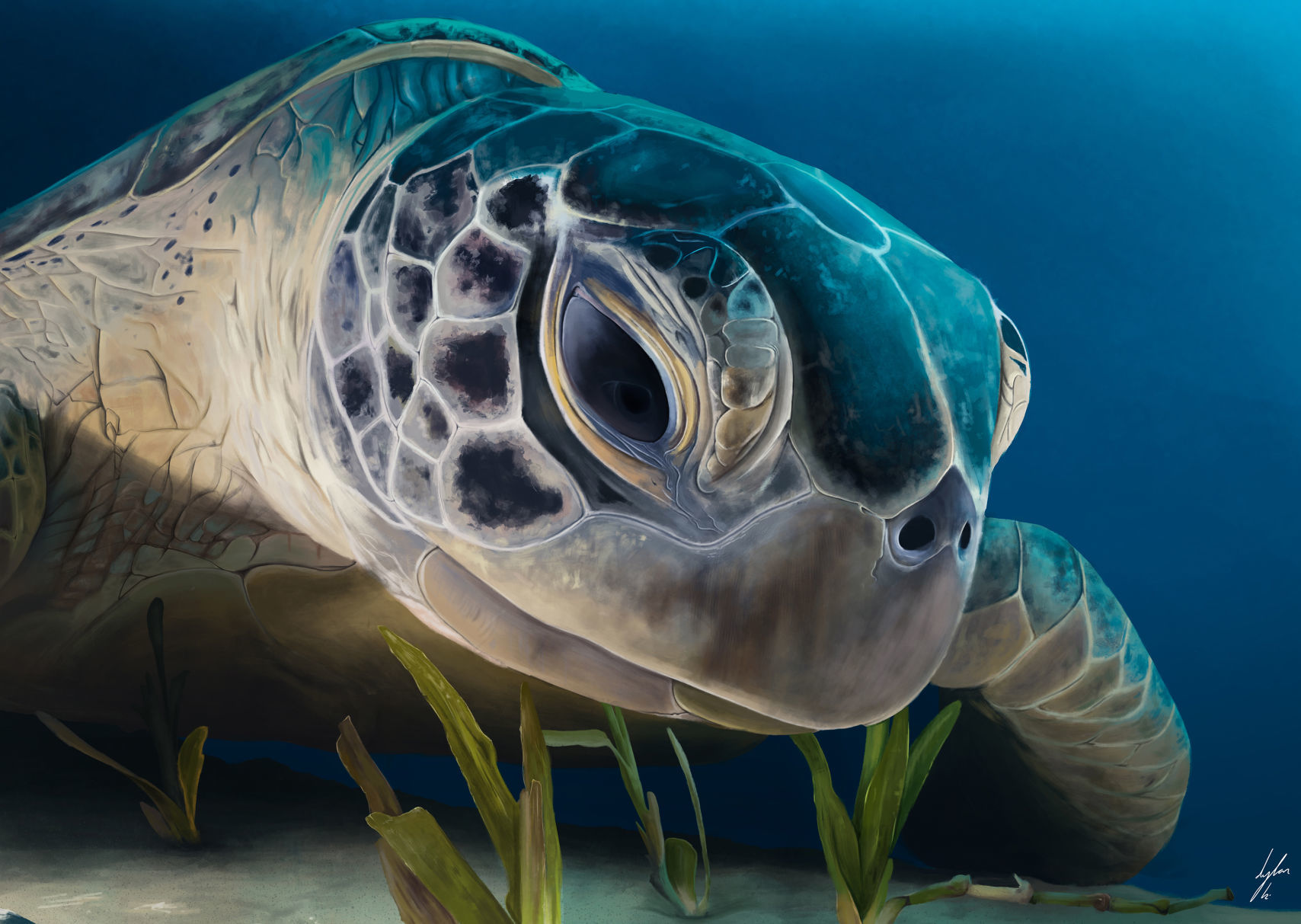 Dylan Barnard sea turtle